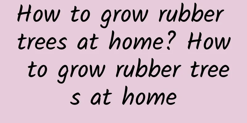 How to grow rubber trees at home? How to grow rubber trees at home