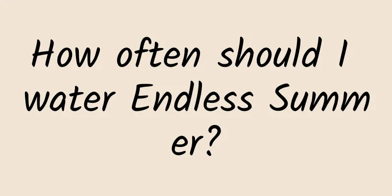 How often should I water Endless Summer?