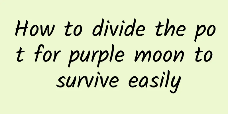 How to divide the pot for purple moon to survive easily
