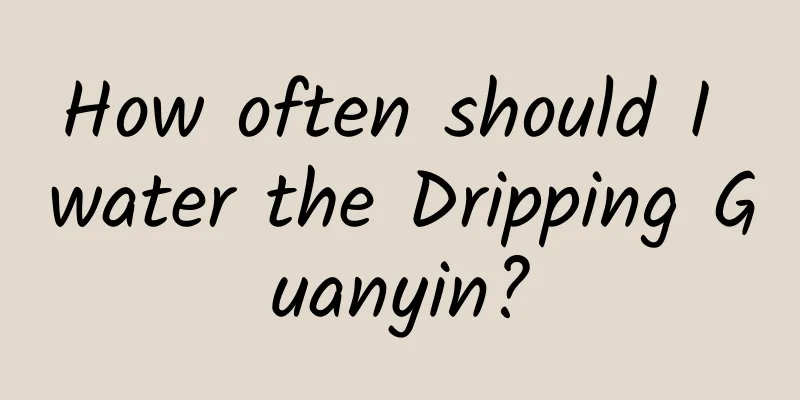 How often should I water the Dripping Guanyin?