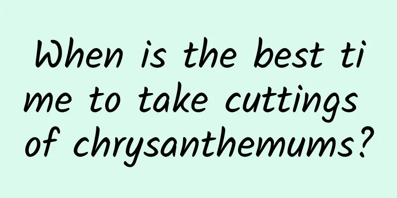 When is the best time to take cuttings of chrysanthemums?