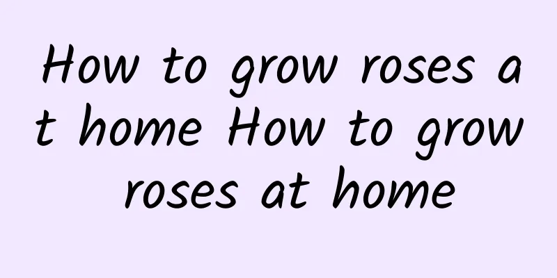 How to grow roses at home How to grow roses at home