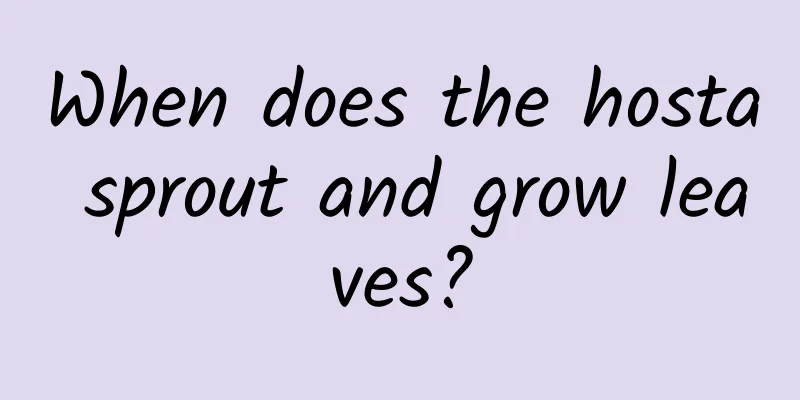 When does the hosta sprout and grow leaves?