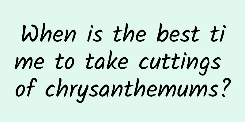 When is the best time to take cuttings of chrysanthemums?