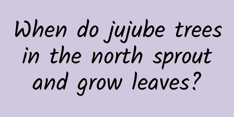 When do jujube trees in the north sprout and grow leaves?