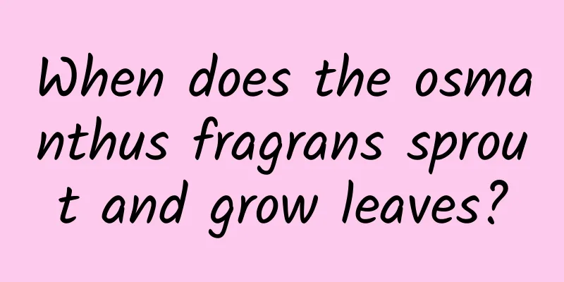 When does the osmanthus fragrans sprout and grow leaves?