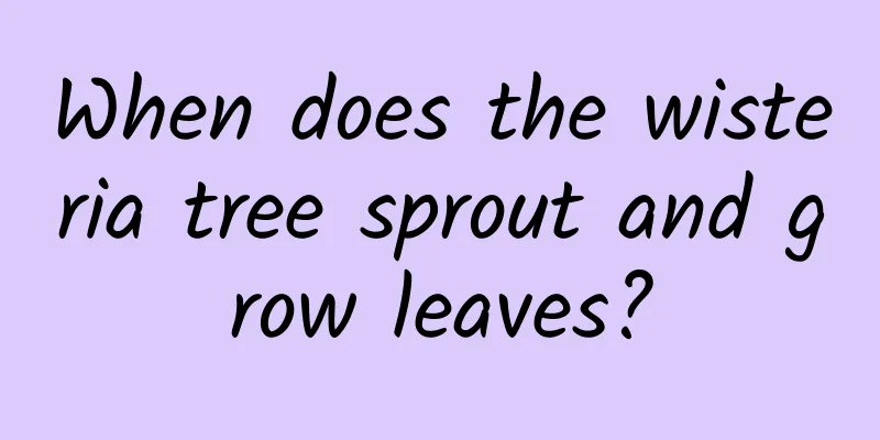 When does the wisteria tree sprout and grow leaves?