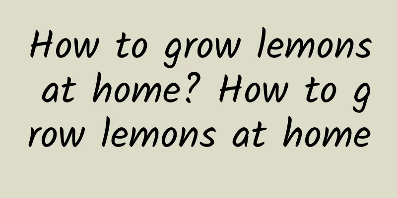How to grow lemons at home? How to grow lemons at home