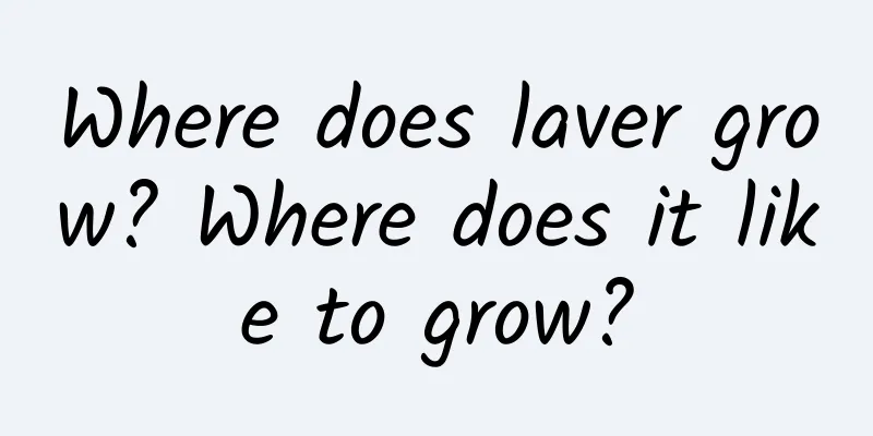 Where does laver grow? Where does it like to grow?