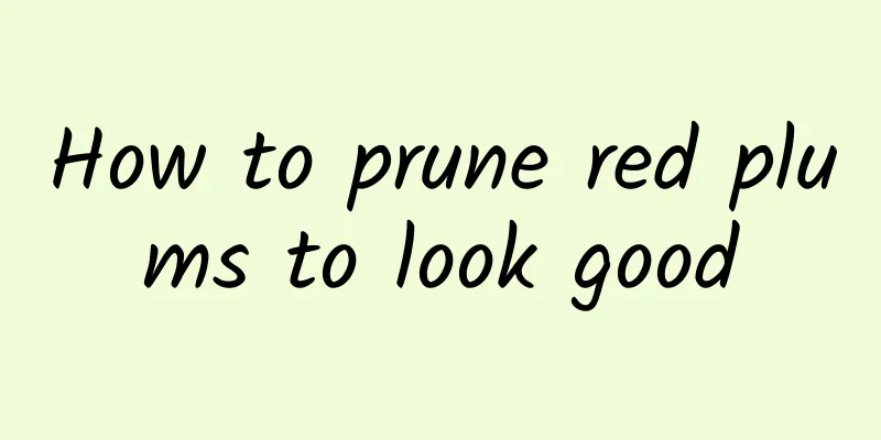 How to prune red plums to look good