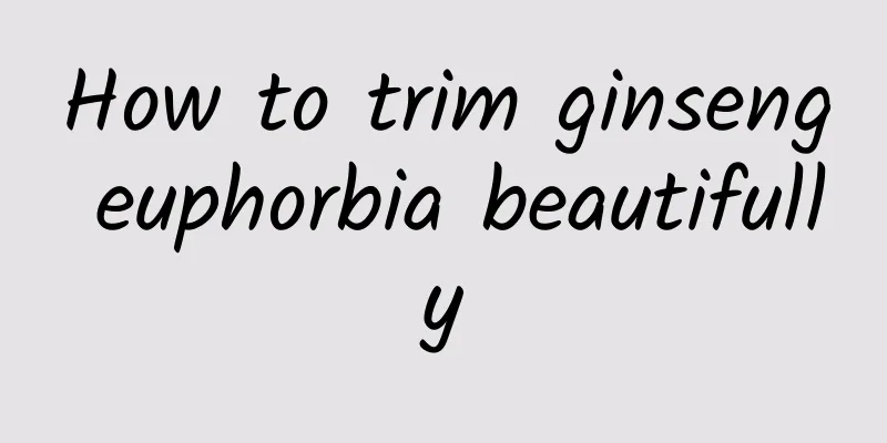 How to trim ginseng euphorbia beautifully