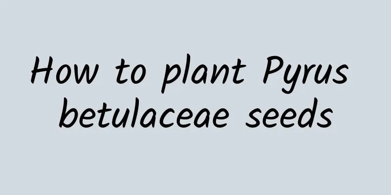 How to plant Pyrus betulaceae seeds