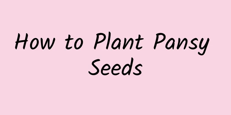 How to Plant Pansy Seeds