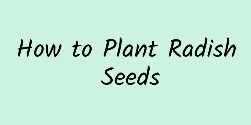 How to Plant Radish Seeds