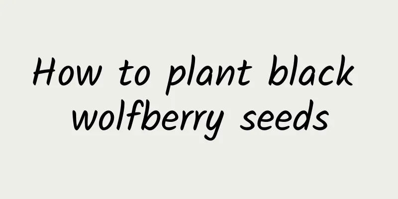 How to plant black wolfberry seeds