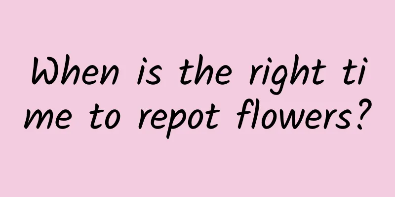 When is the right time to repot flowers?