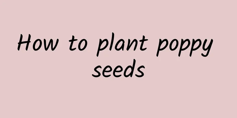 How to plant poppy seeds