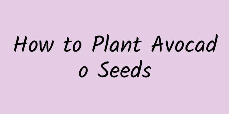 How to Plant Avocado Seeds