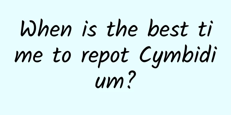 When is the best time to repot Cymbidium?