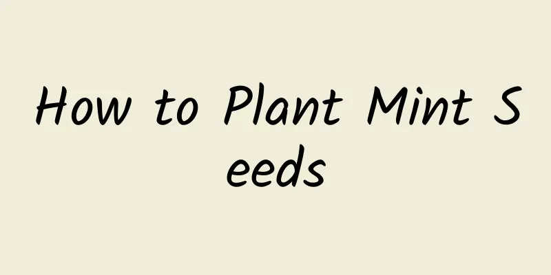 How to Plant Mint Seeds