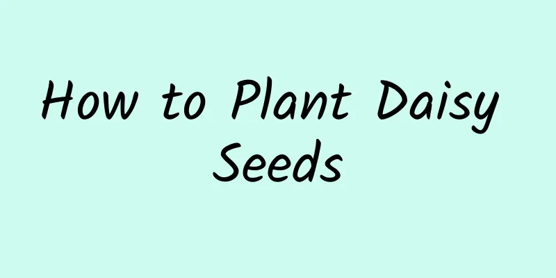 How to Plant Daisy Seeds