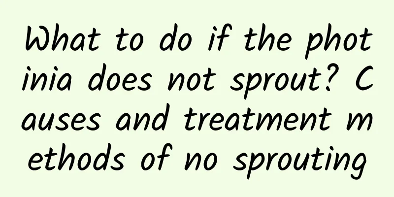 What to do if the photinia does not sprout? Causes and treatment methods of no sprouting
