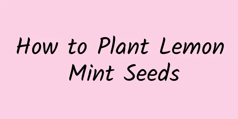 How to Plant Lemon Mint Seeds