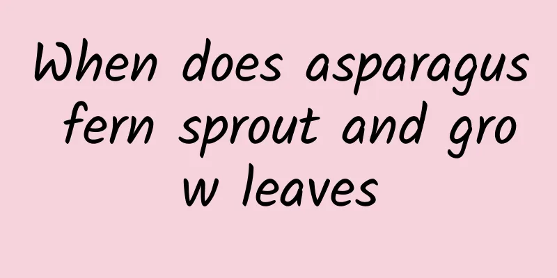 When does asparagus fern sprout and grow leaves