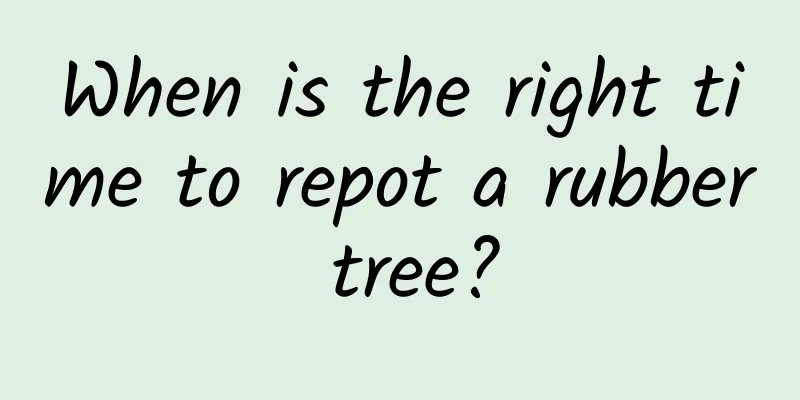 When is the right time to repot a rubber tree?