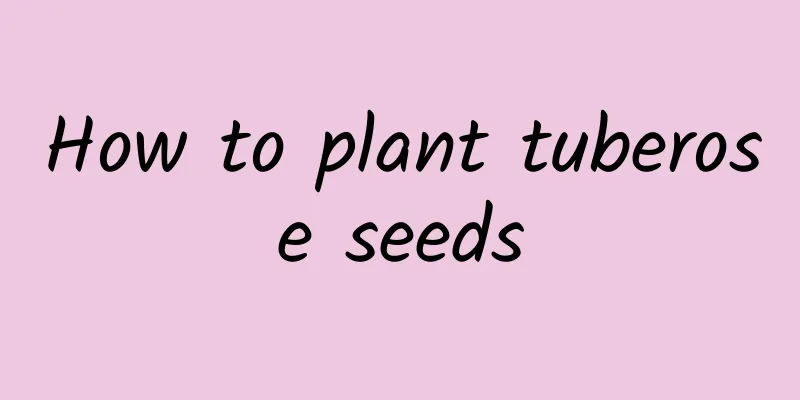 How to plant tuberose seeds