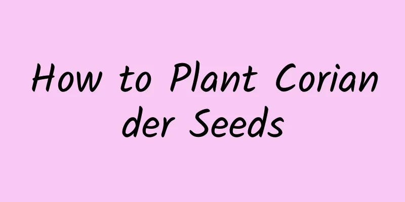 How to Plant Coriander Seeds