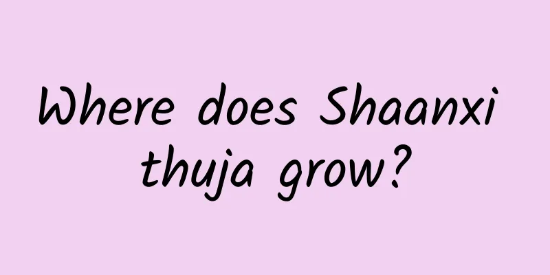 Where does Shaanxi thuja grow?