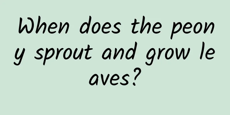 When does the peony sprout and grow leaves?