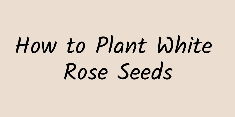 How to Plant White Rose Seeds