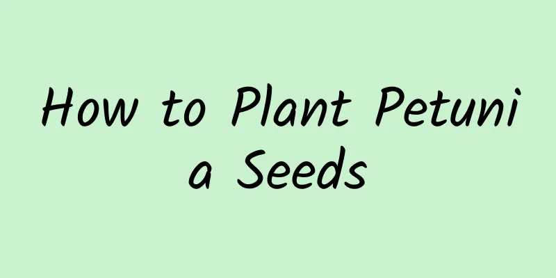 How to Plant Petunia Seeds