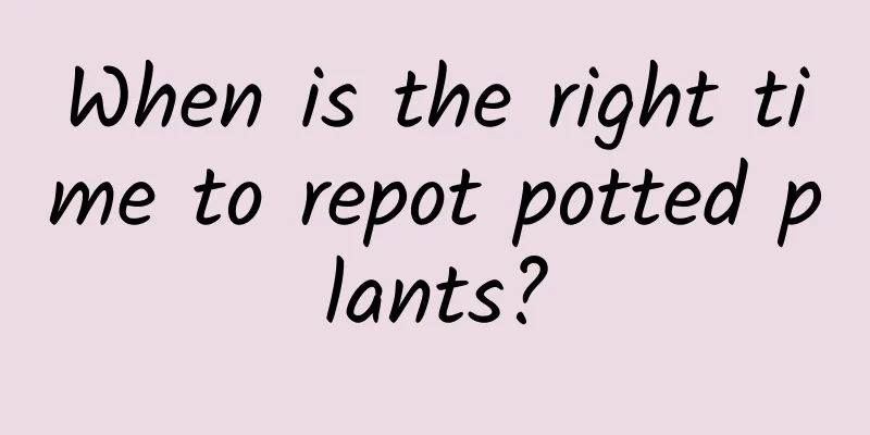 When is the right time to repot potted plants?