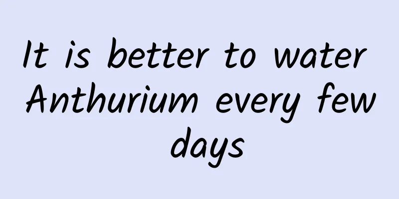It is better to water Anthurium every few days