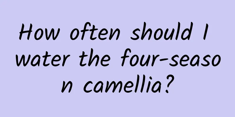 How often should I water the four-season camellia?