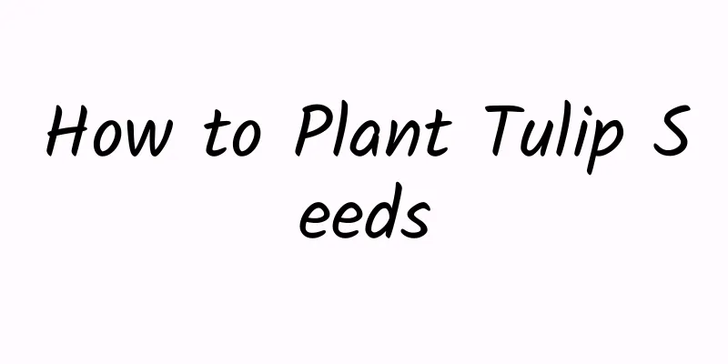 How to Plant Tulip Seeds