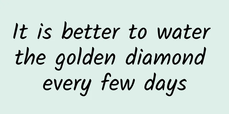 It is better to water the golden diamond every few days