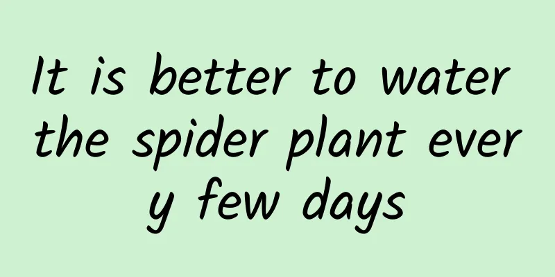 It is better to water the spider plant every few days