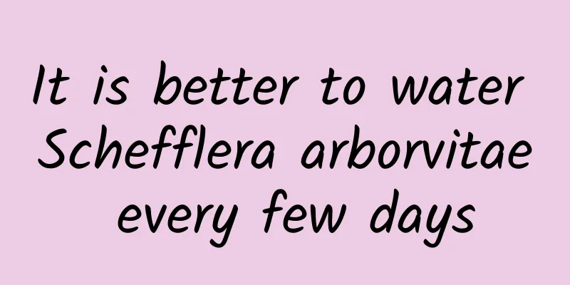 It is better to water Schefflera arborvitae every few days