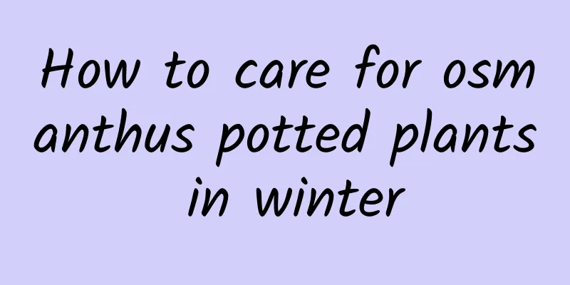 How to care for osmanthus potted plants in winter