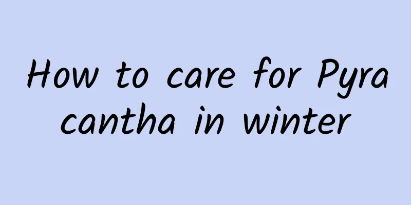 How to care for Pyracantha in winter