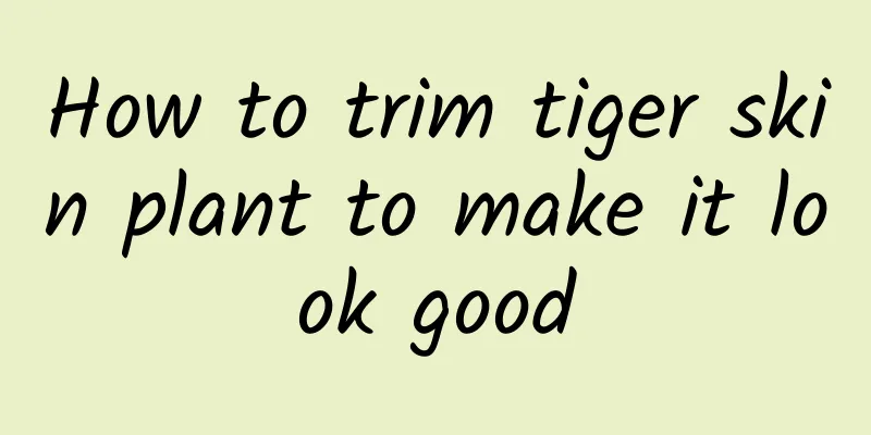 How to trim tiger skin plant to make it look good
