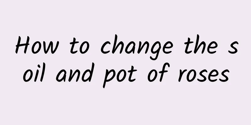 How to change the soil and pot of roses