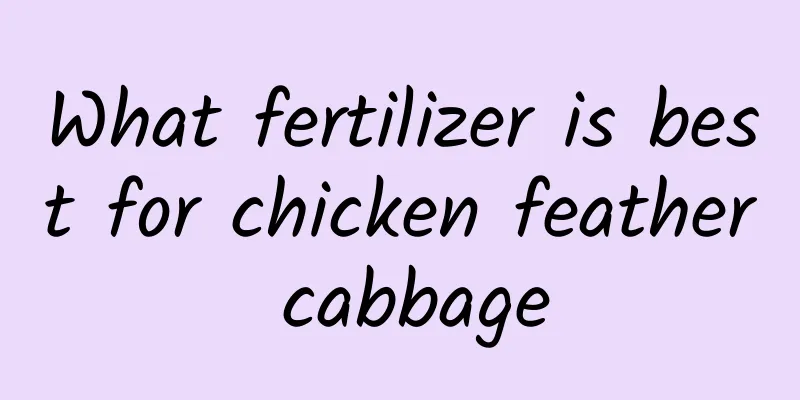 What fertilizer is best for chicken feather cabbage