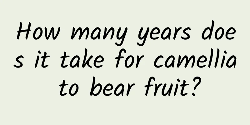 How many years does it take for camellia to bear fruit?