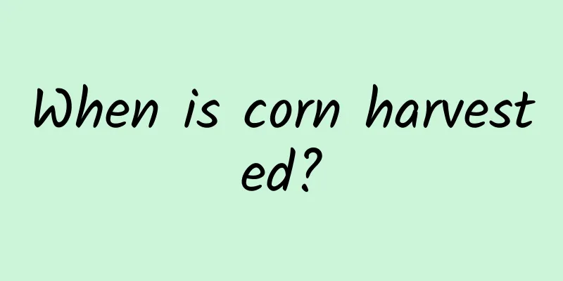 When is corn harvested?