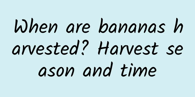 When are bananas harvested? Harvest season and time